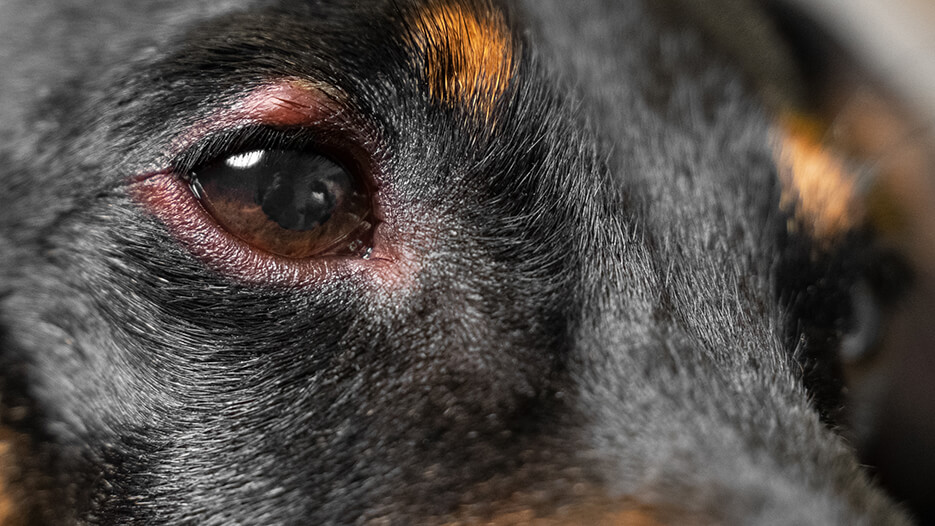 dog-conjunctivitis-symptoms-and-treatment-purina